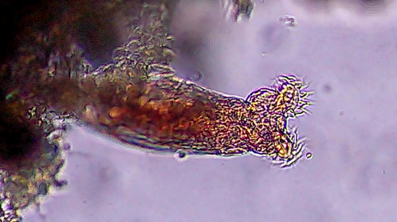 Da una semplice pozzanghera si svela un mondo invisibile